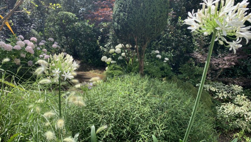 coastal planting