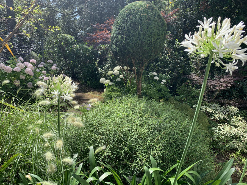 coastal planting