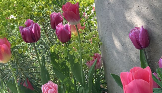 Tulip and euphorbia